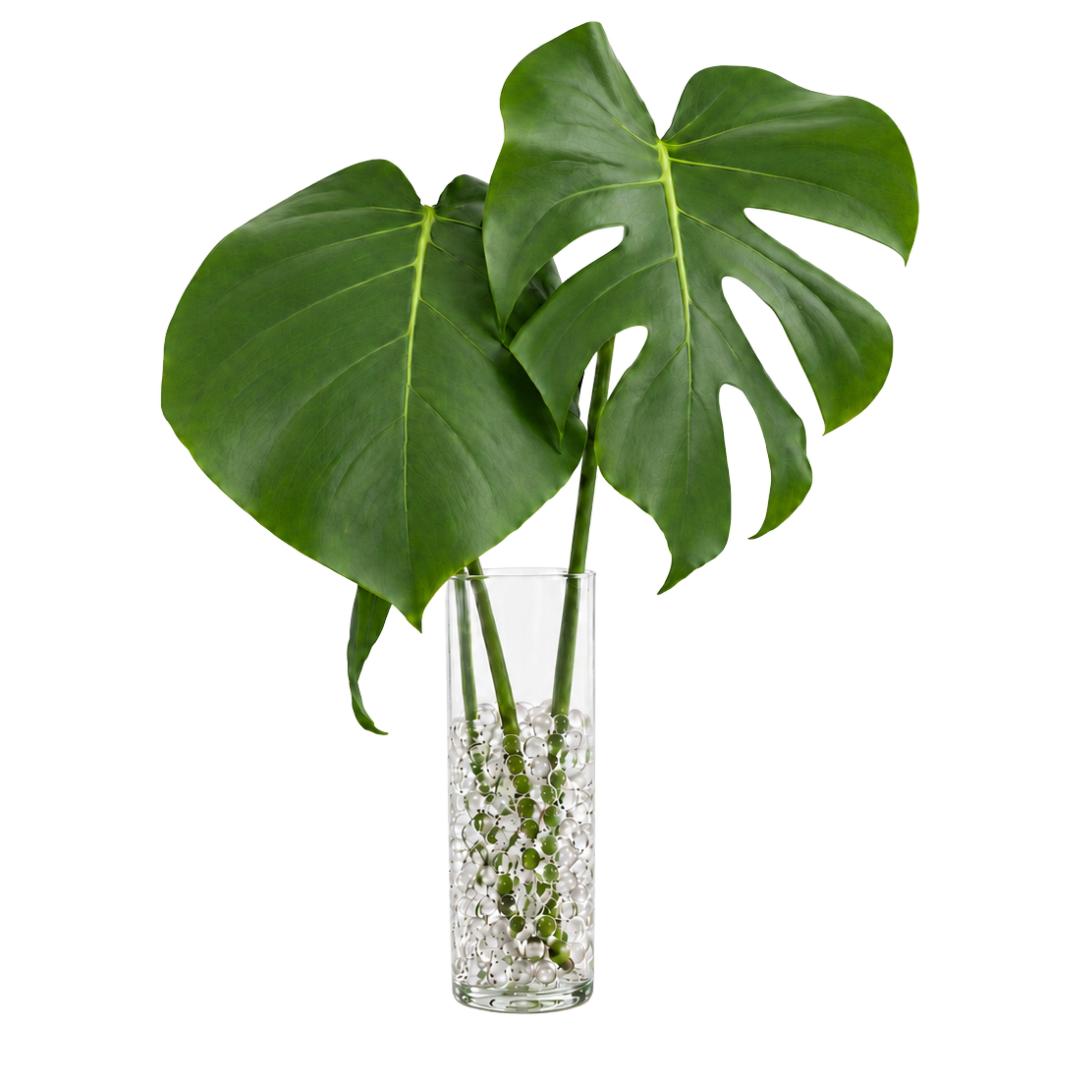 Costela_de_Adao_-_Aquagel_2.png