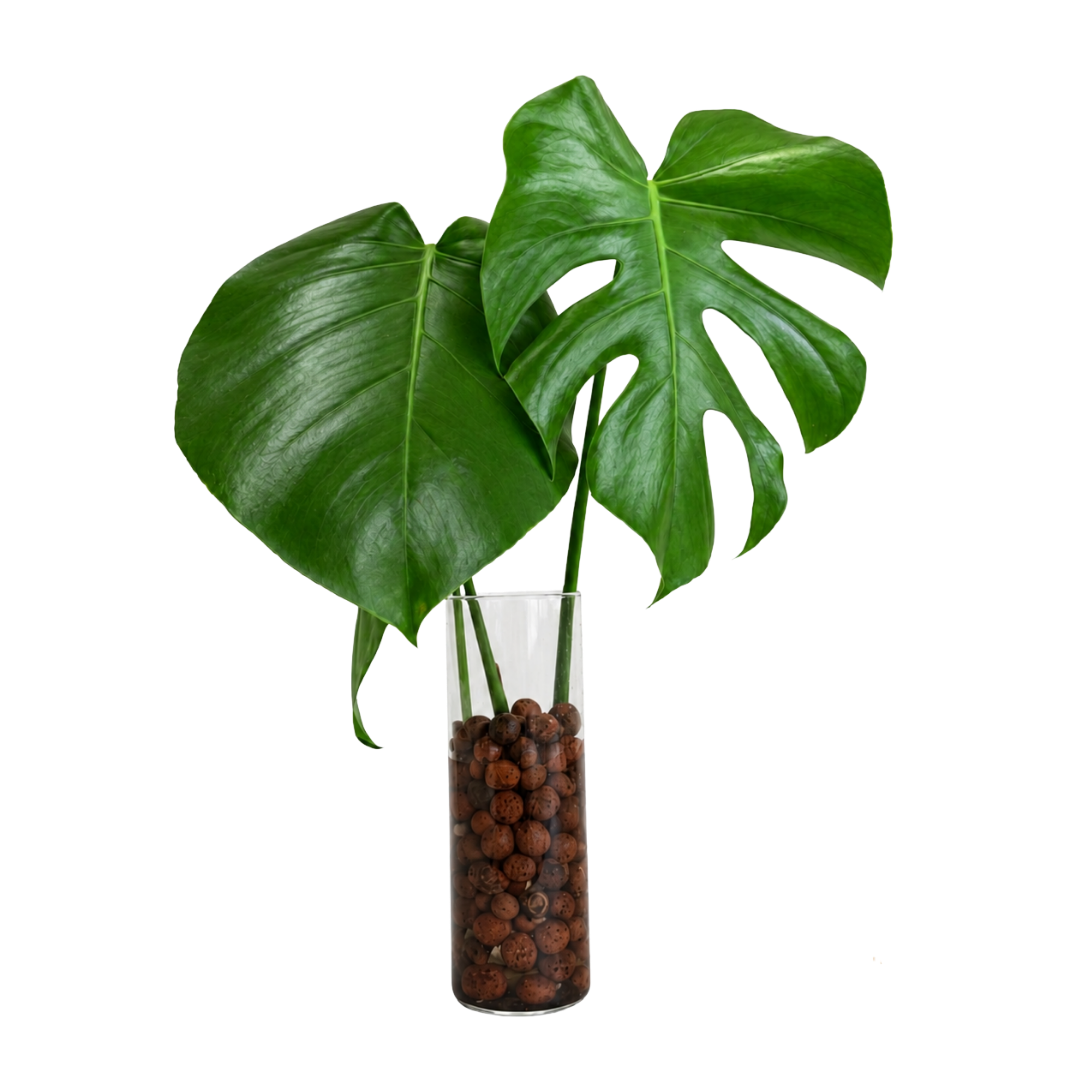 Costela_de_Adao_-_Terracota.png