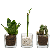 Kit Mini Trio