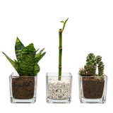 Kit Mini Trio