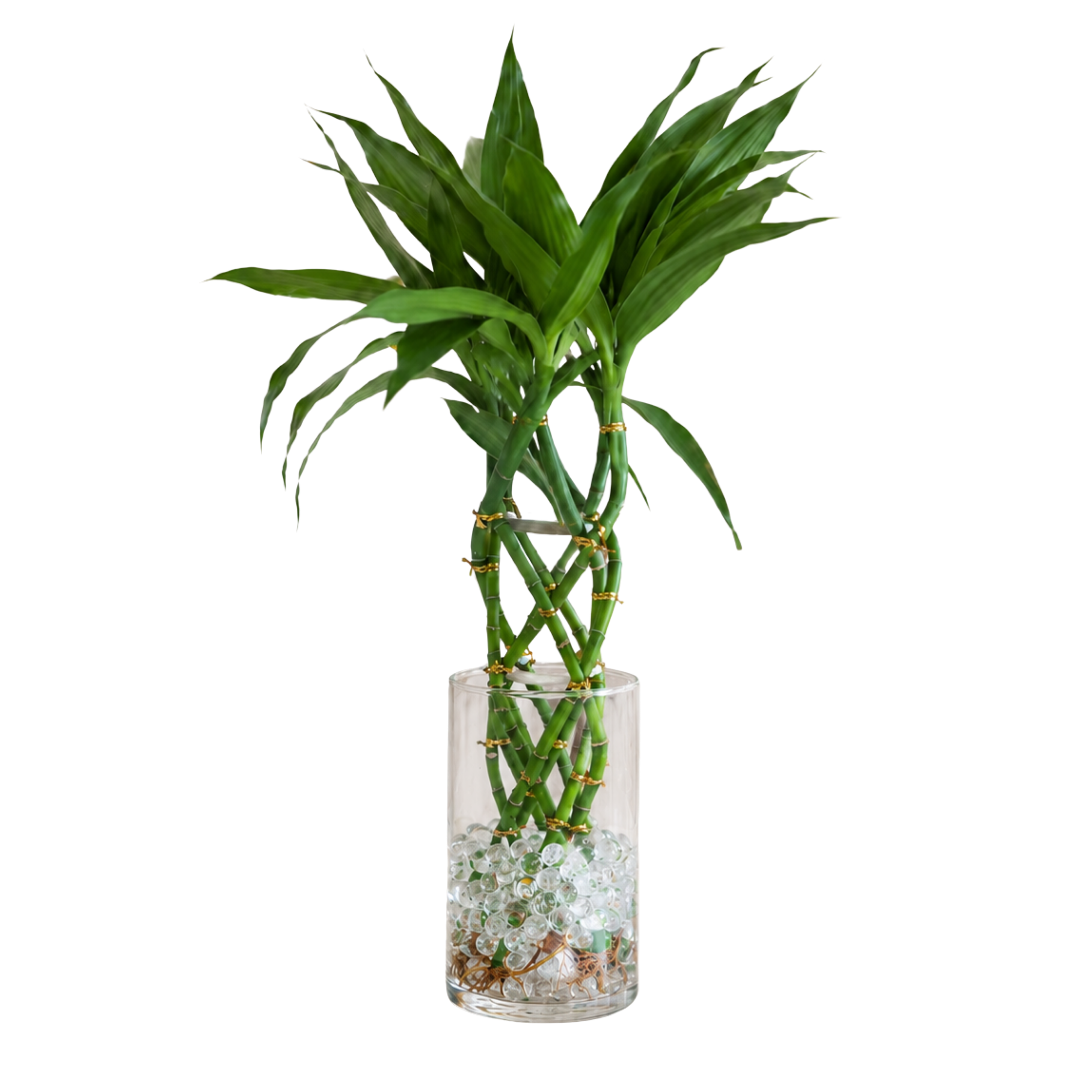 bambu_entrelacado_-_aquagel_f08f6315-7c22-4533-b2fa-4ef8fee61155.png