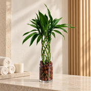 Kit Sorte Entrelaçada - Bambu Trançado