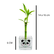 Kit Bambu Kids - Bambu da Sorte Brotado