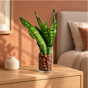 Kit Força - Espada de São Jorge