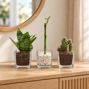 Kit Mini Trio