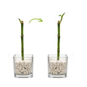 Meu Cantinho Verde