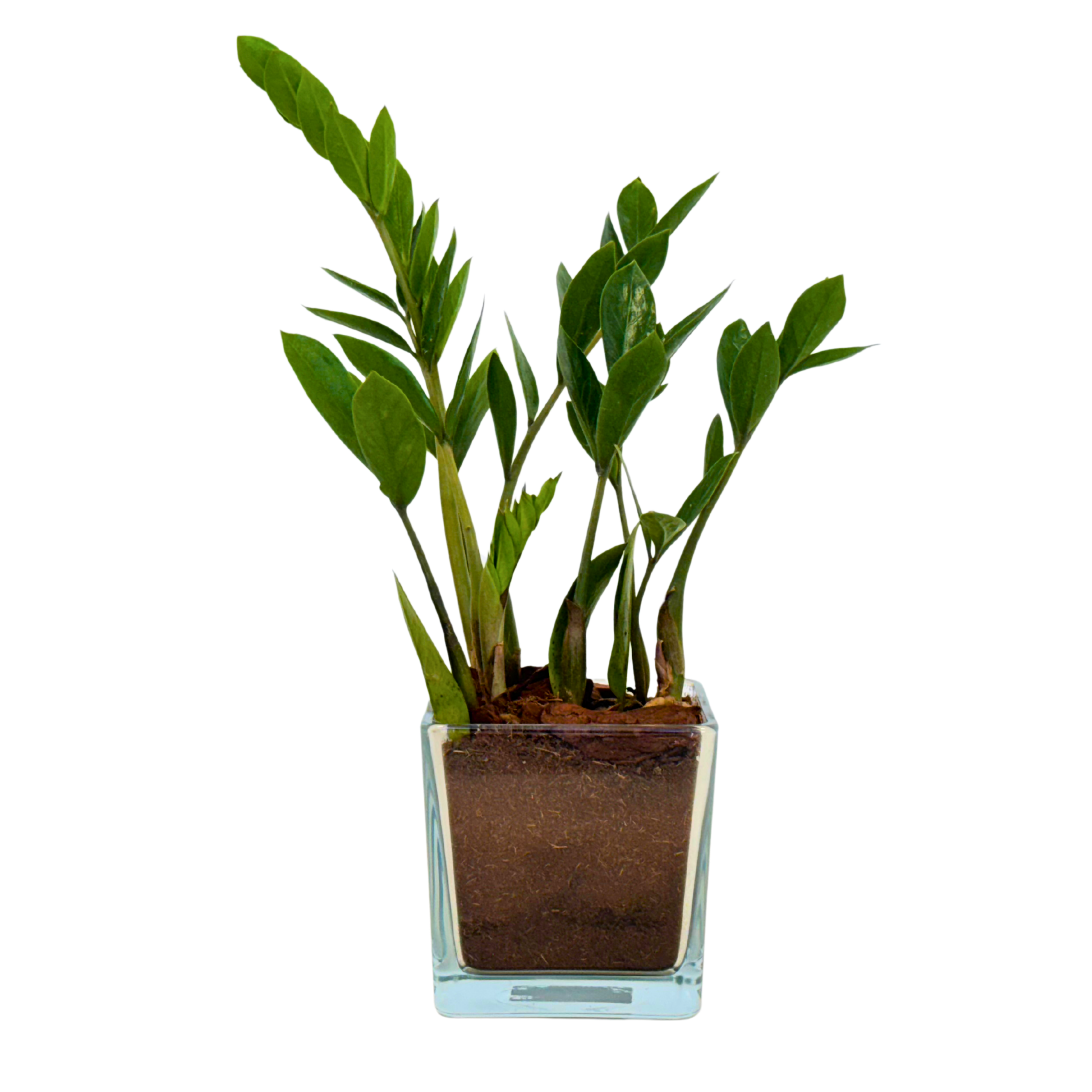 zamioculca_b0918c3f-1e7c-40b0-bb93-6dfd72f9871d.png
